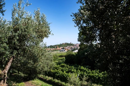 Degustazione Olio Extravergine del Garda: Tour Panoramico ed Esperienza Sensoriale 26 Degustazione Olio Extravergine del Garda: Tour Panoramico ed Esperienza Sensoriale 26